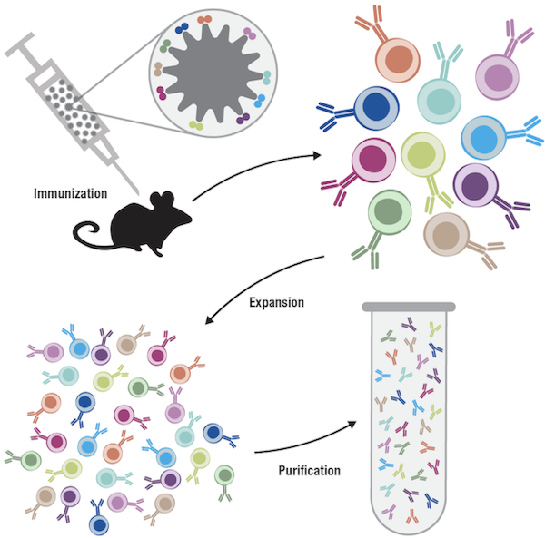 Antibody Essentials Part 4: Polyclonal Vs Monoclonal Antibodies